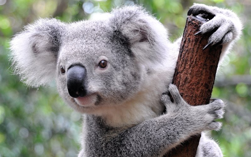 Коала эвкалиптовый мишка