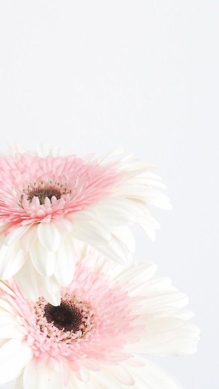 Цветы на айфон