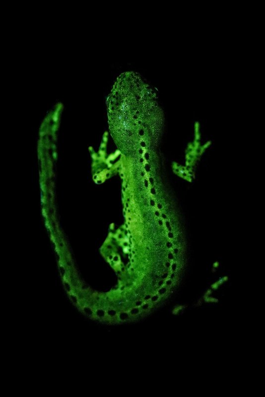 Саламандра на аву