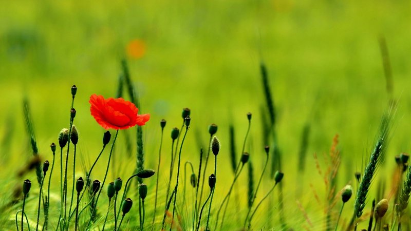 Фон растения