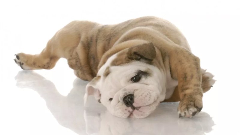 Английский Буль собака