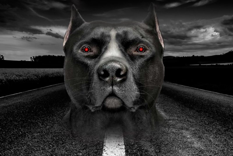 Стаффордширский терьер черный