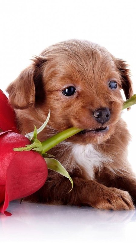 Цветы и животные