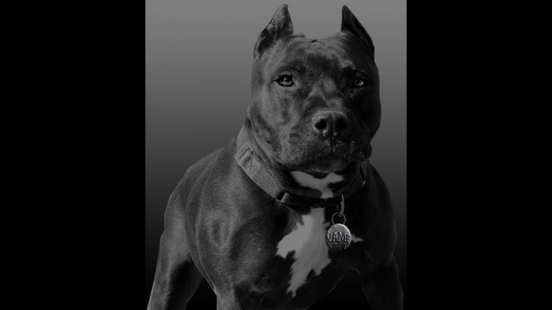 Американский стаффордширский терьер