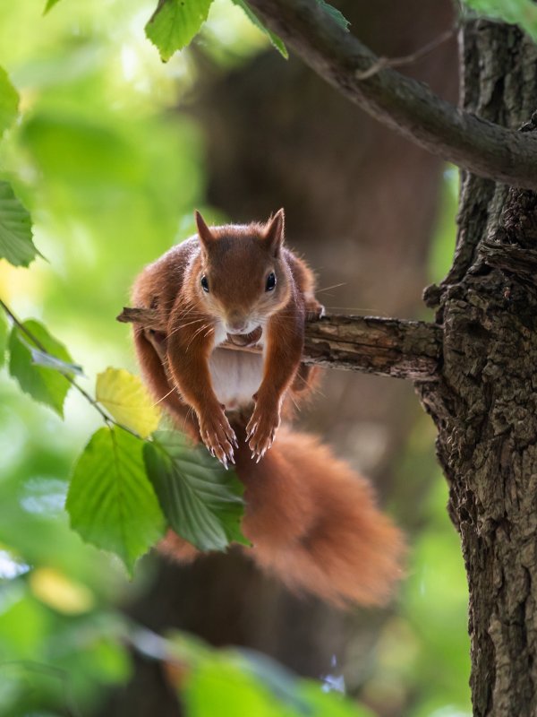 Красивая белка
