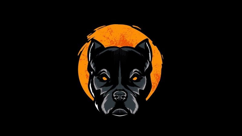 Питбуль на черном фоне