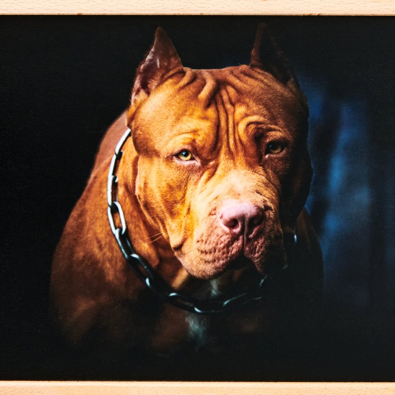 Американский питбультерьер злой