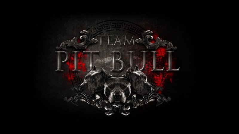 Питбуль на рабочий стол