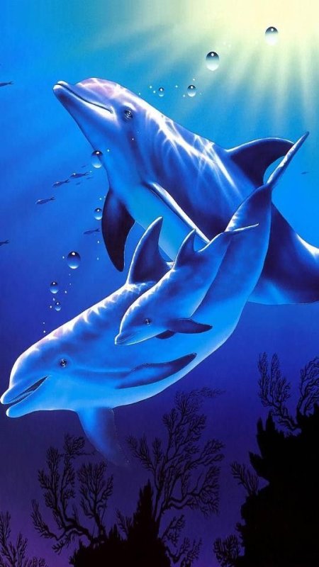 Красивые дельфины