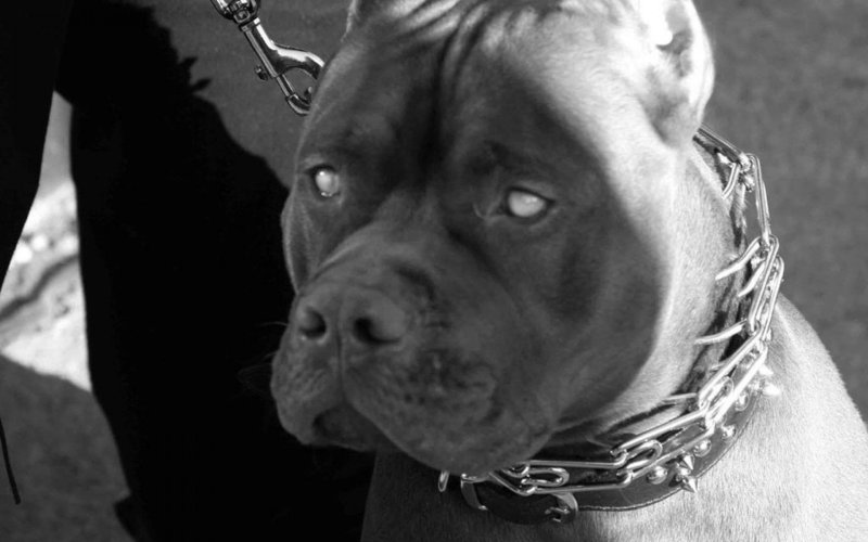 Американский питбультерьер злой