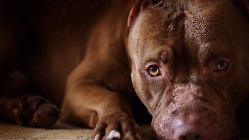 Стаффордширский питбультерьер черный