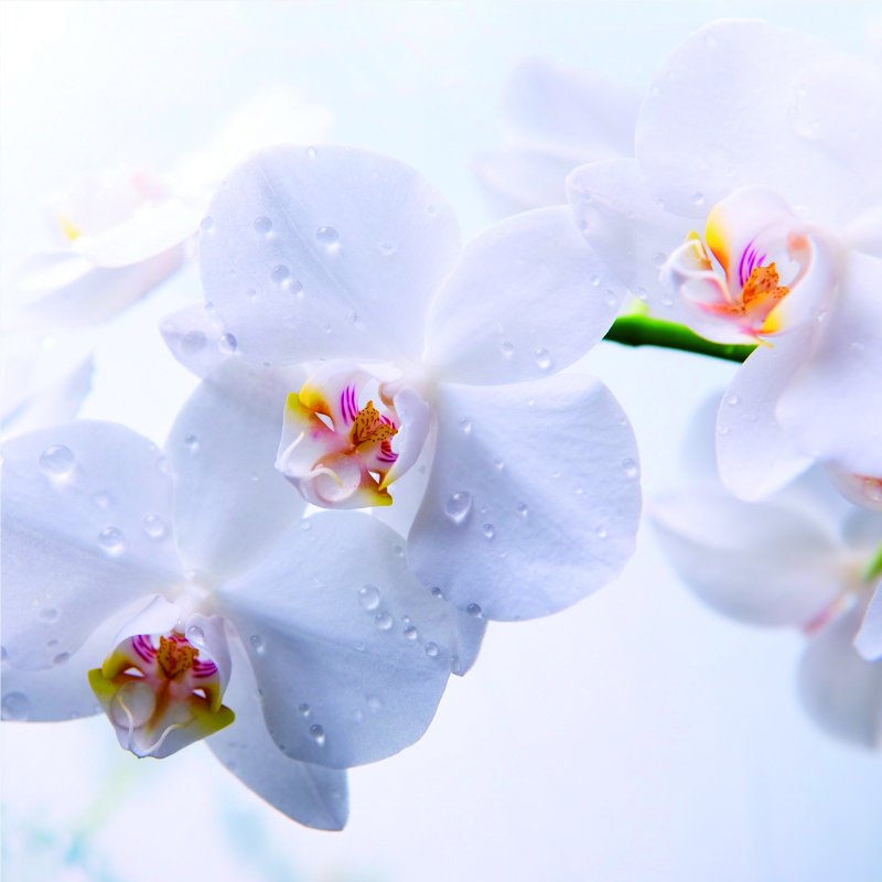 Фаленопсис Диамант белый