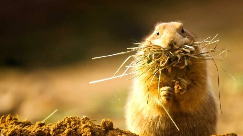 Зверек в поле