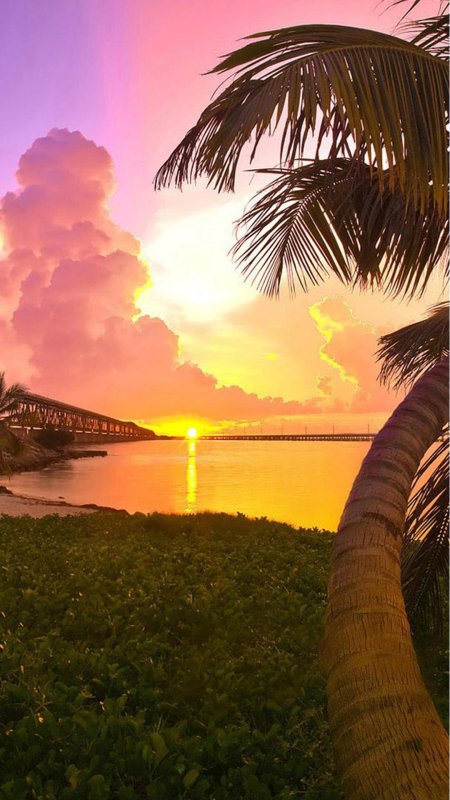 Природа пальмы