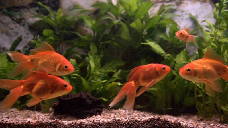 Золотая рыбка в аквариуме