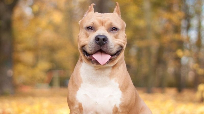 Стаффордширский терьер рыжий