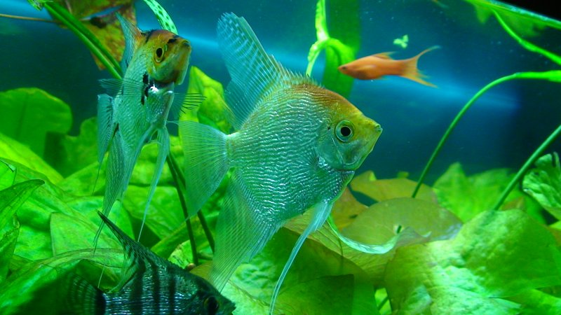 Скалярии аквариумные рыбки