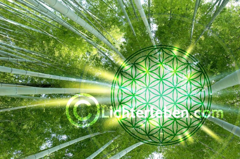 Цветок жизни Сакральная