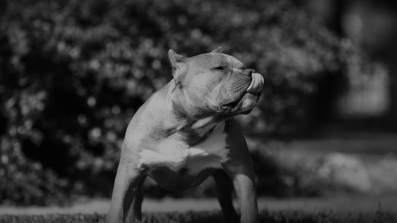 Питбуль собака