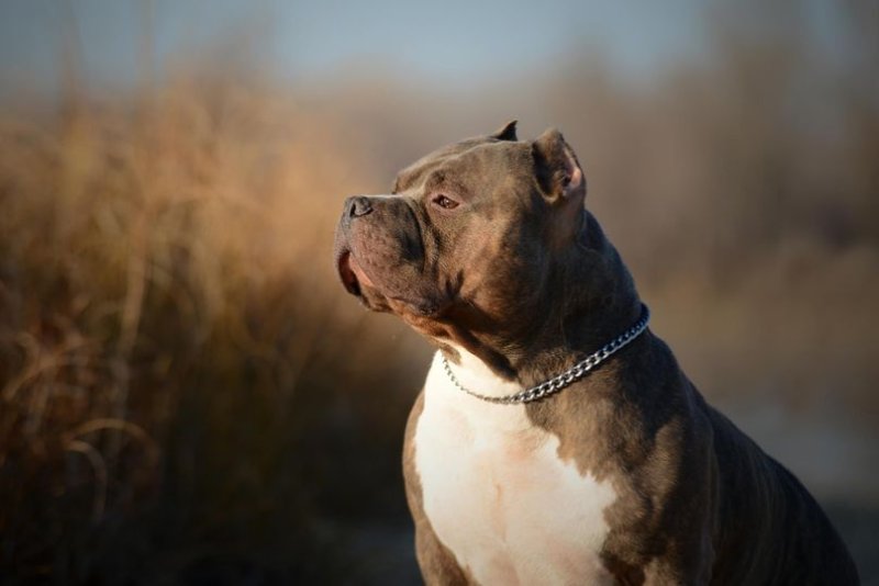 Американский стаффордширский питбультерьер