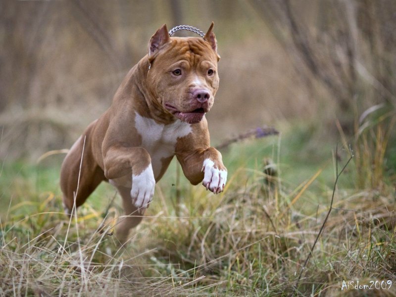 Американский питбультерьер терьер