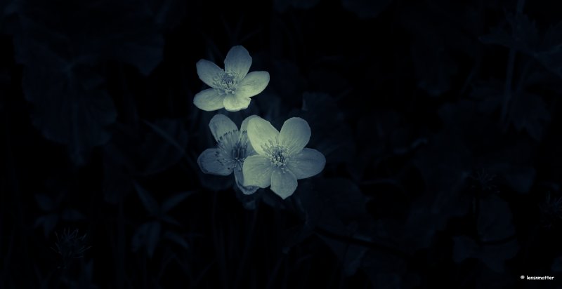 Цветочки на темном фоне