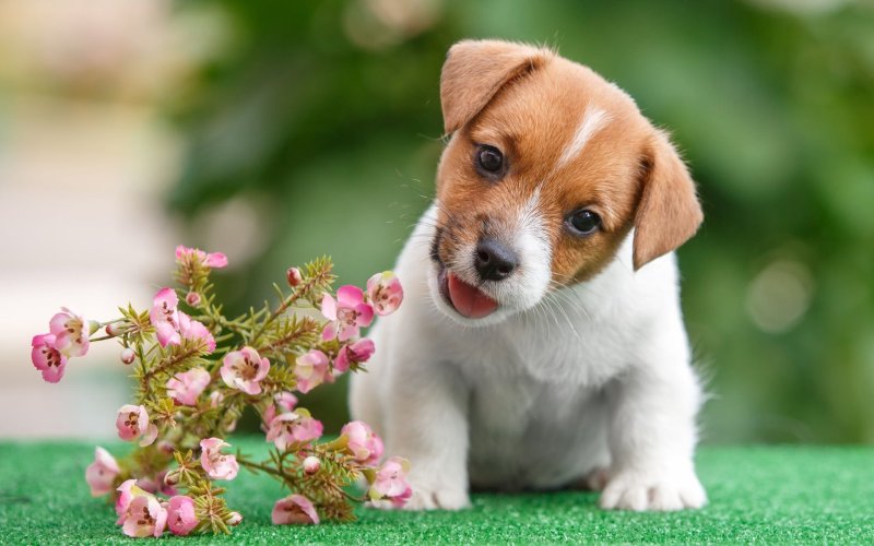 Собака Джек Рассел терьер