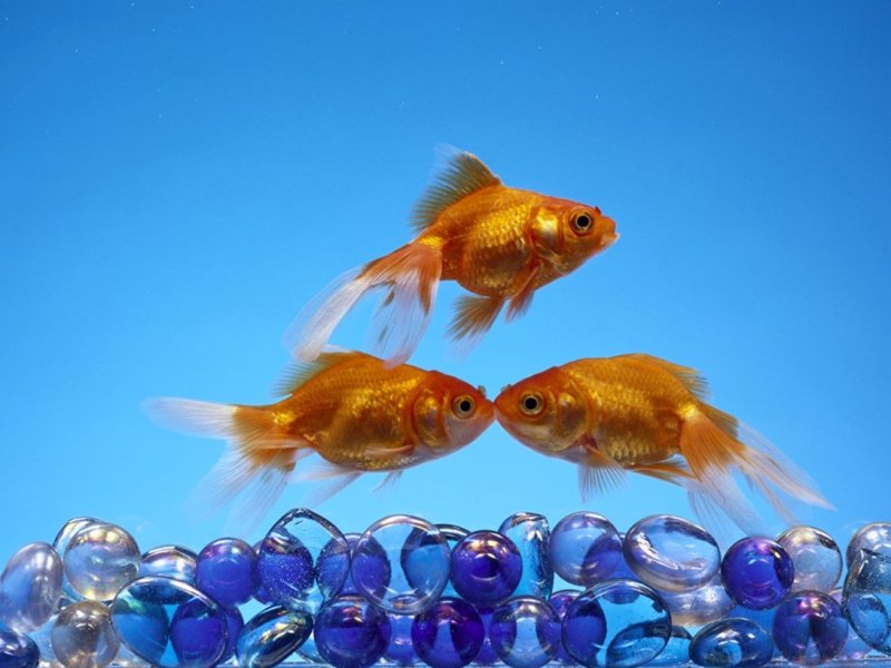 Разноцветные рыбки