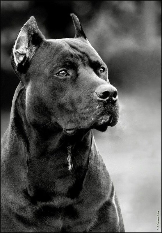 Стаффордширский питбультерьер черный