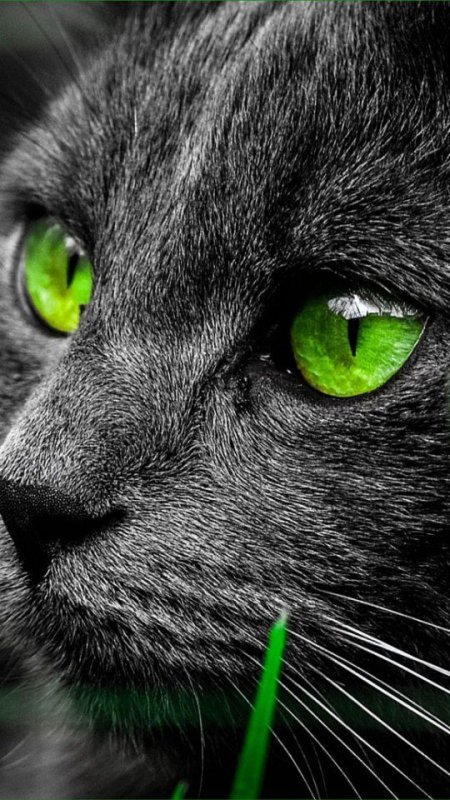 Чёрный кот с зелёными глазами