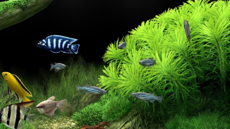 Заставка рыбки в аквариуме