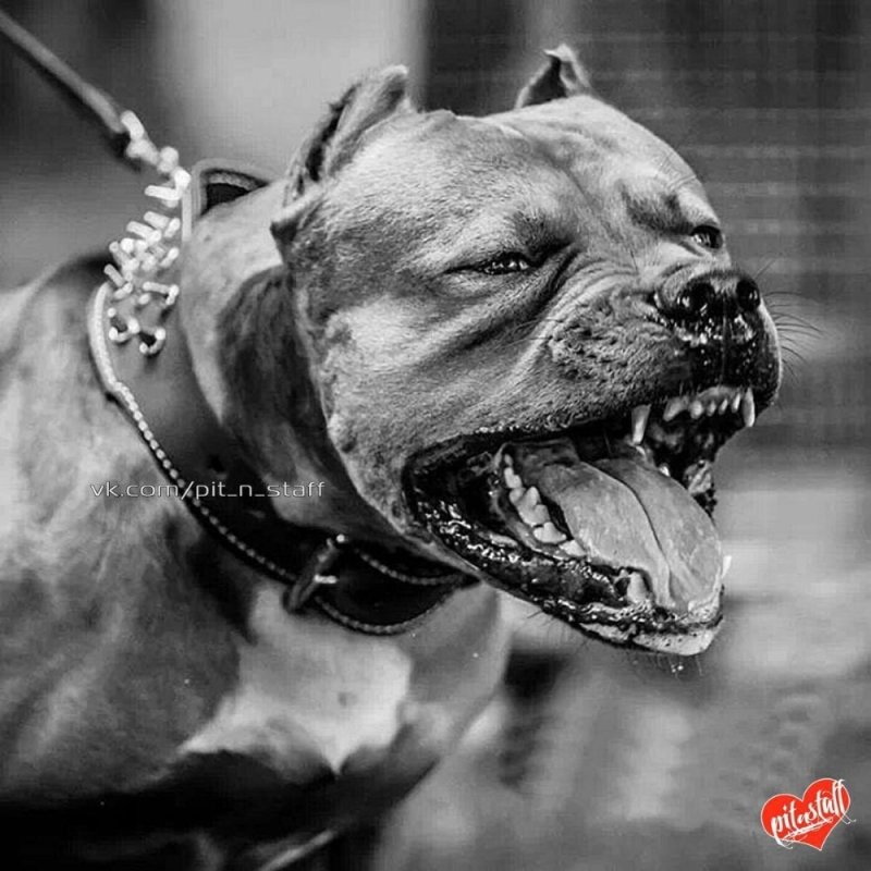 Американский стаффордширский терьер злой