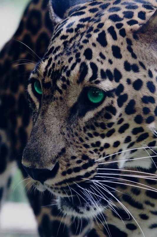 Леопард морда