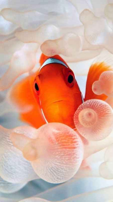 Рыба клоун и актиния симбиоз