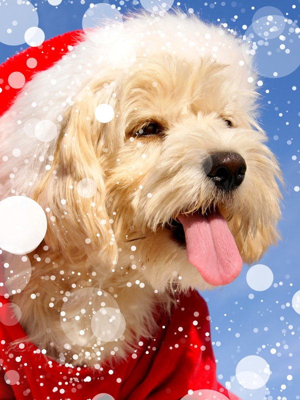 Новогодняя собака