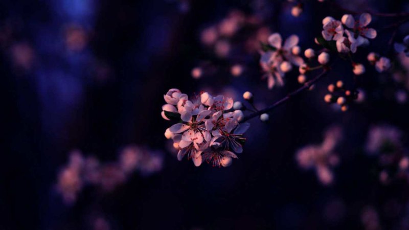 Цветы на темном фоне