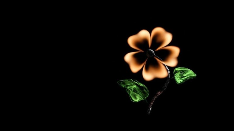 Цветы на темном фоне