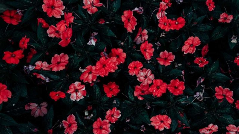 Темные цветы