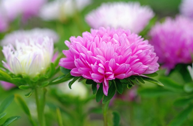 Астра каллистефус китайский