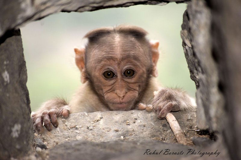 Смешные обезьянки