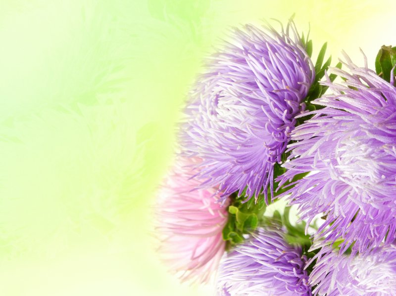 Сиреневые астры