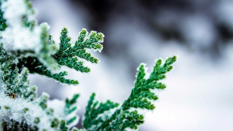 Зимняя ветка