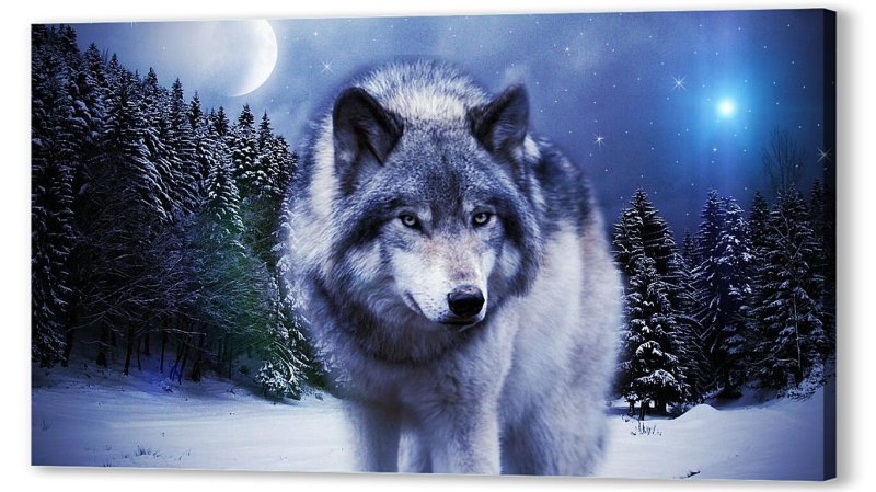 Волк картинка