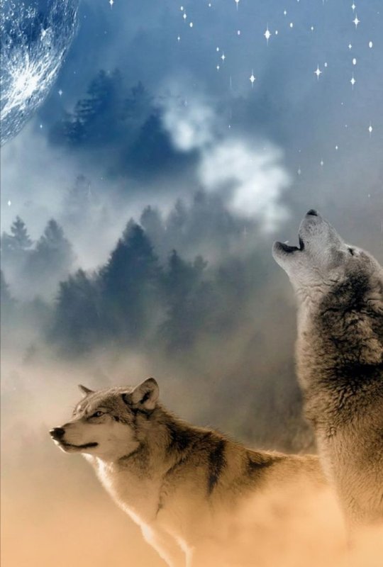 Картинки на рабочий стол волки