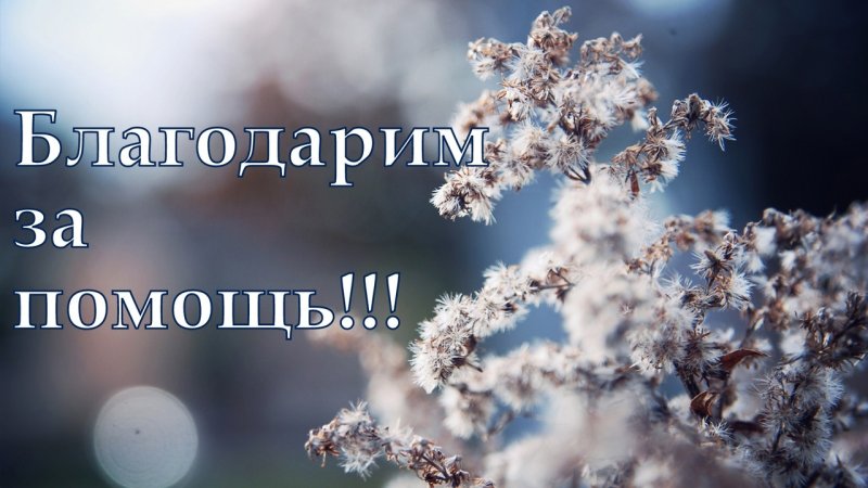 Веточка в снегу