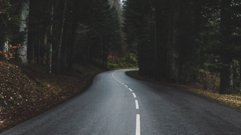 Дорога в лесу