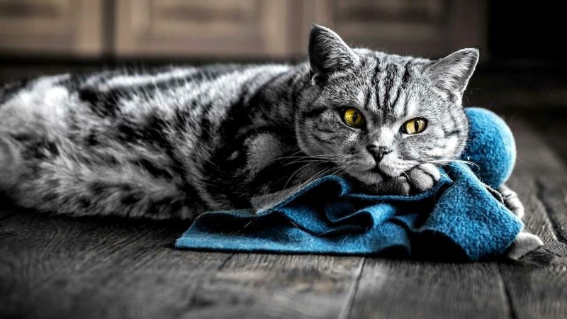 Красивый кот