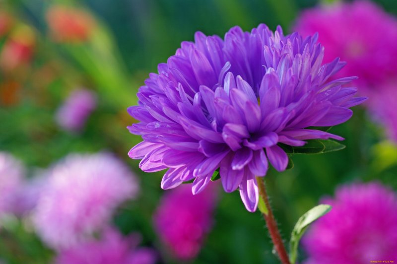 Хризантема Линда Пурпл