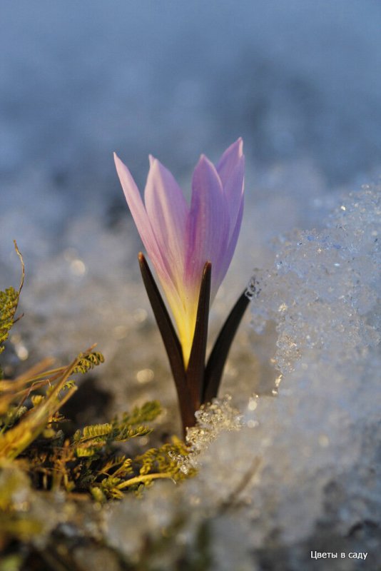 Пробуждение весны