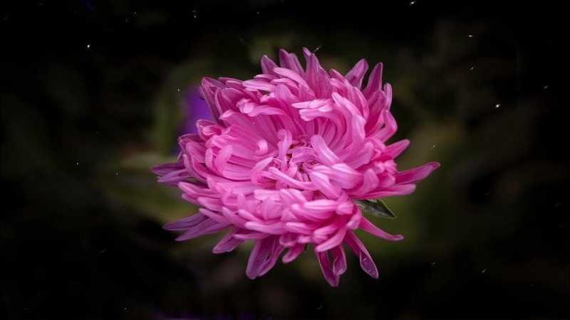 Розовые астры цветы